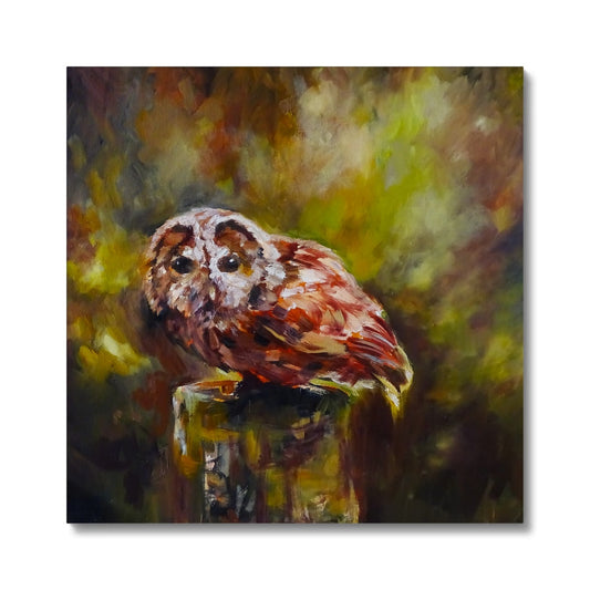 Boobook Owl Canvas
