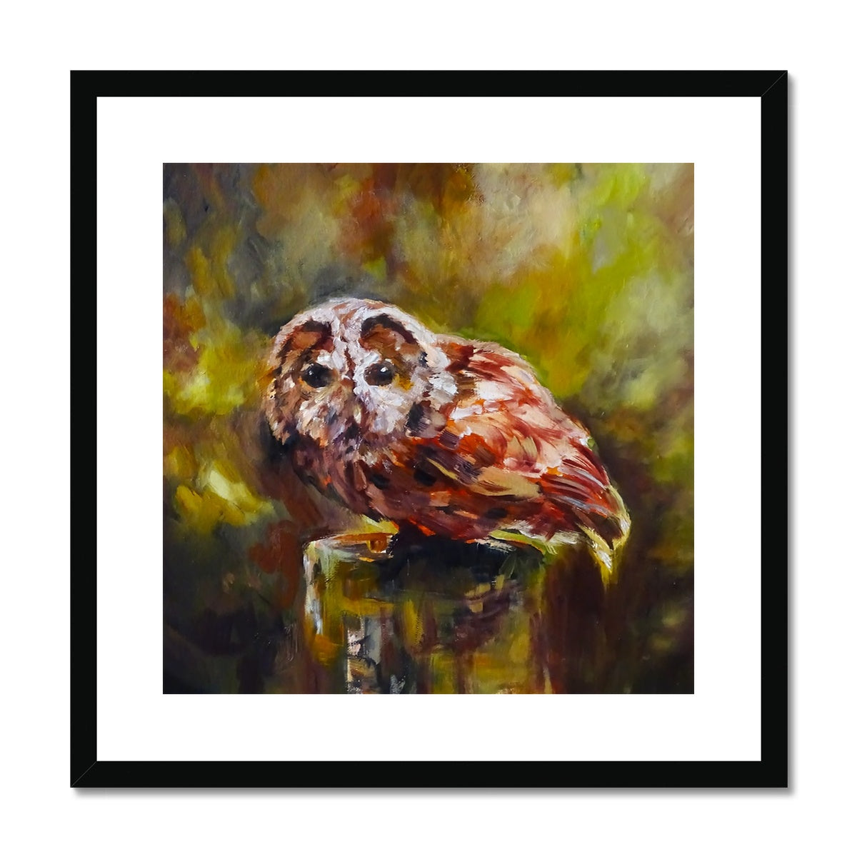 Boobook Owl Framed & Mounted Print