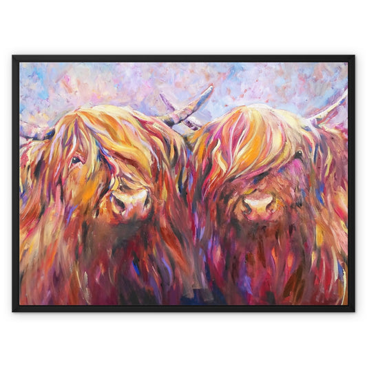 two highland cows