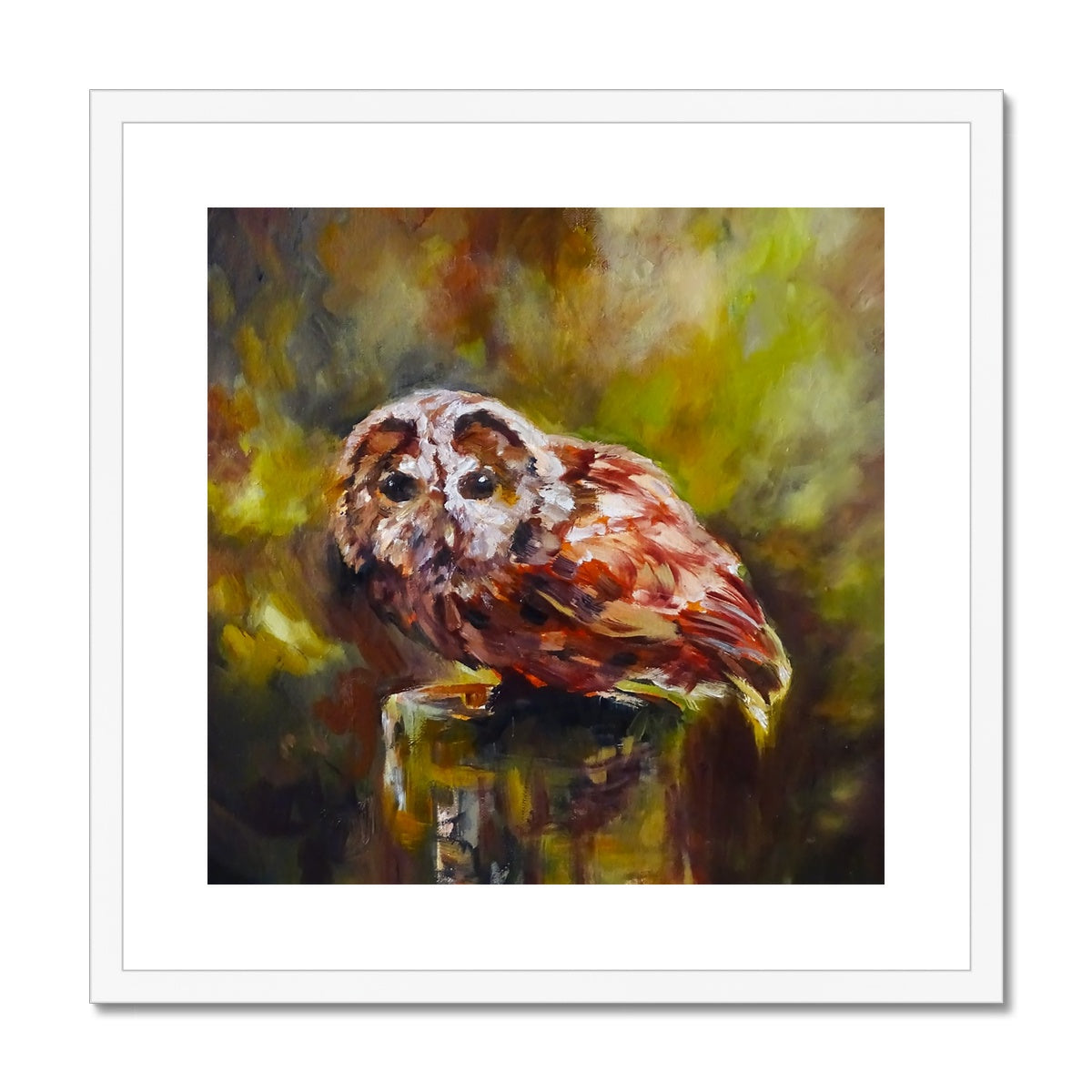 Boobook Owl Framed & Mounted Print