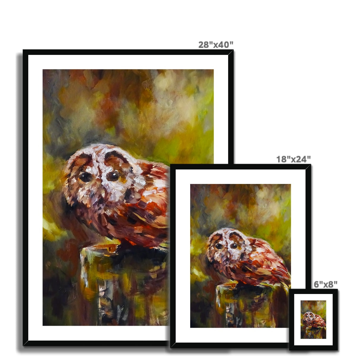 Boobook Owl Framed & Mounted Print