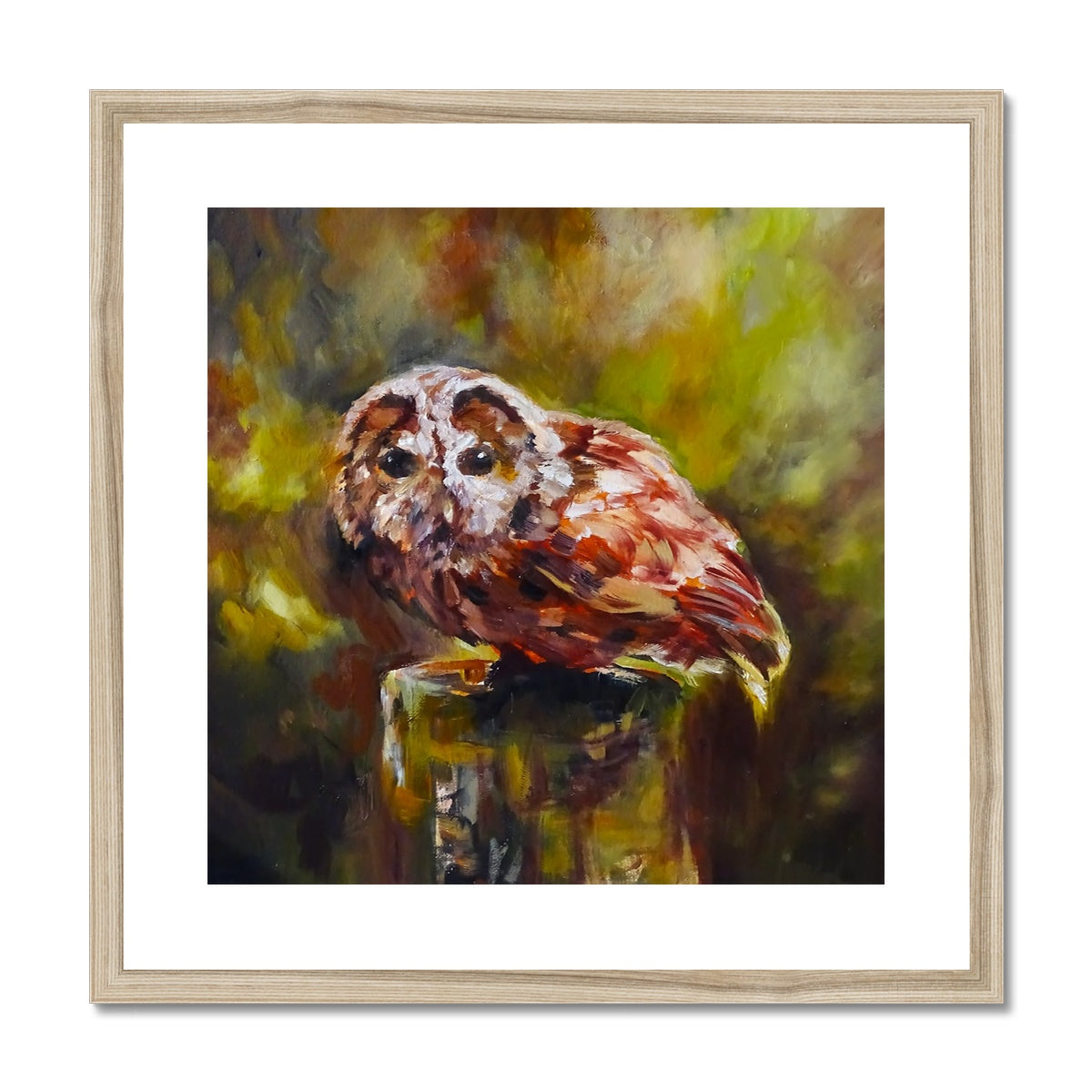 Boobook Owl Framed & Mounted Print